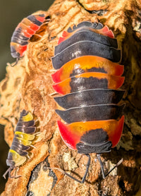 Red Phoenix Isopods (Ardentiella sp.)