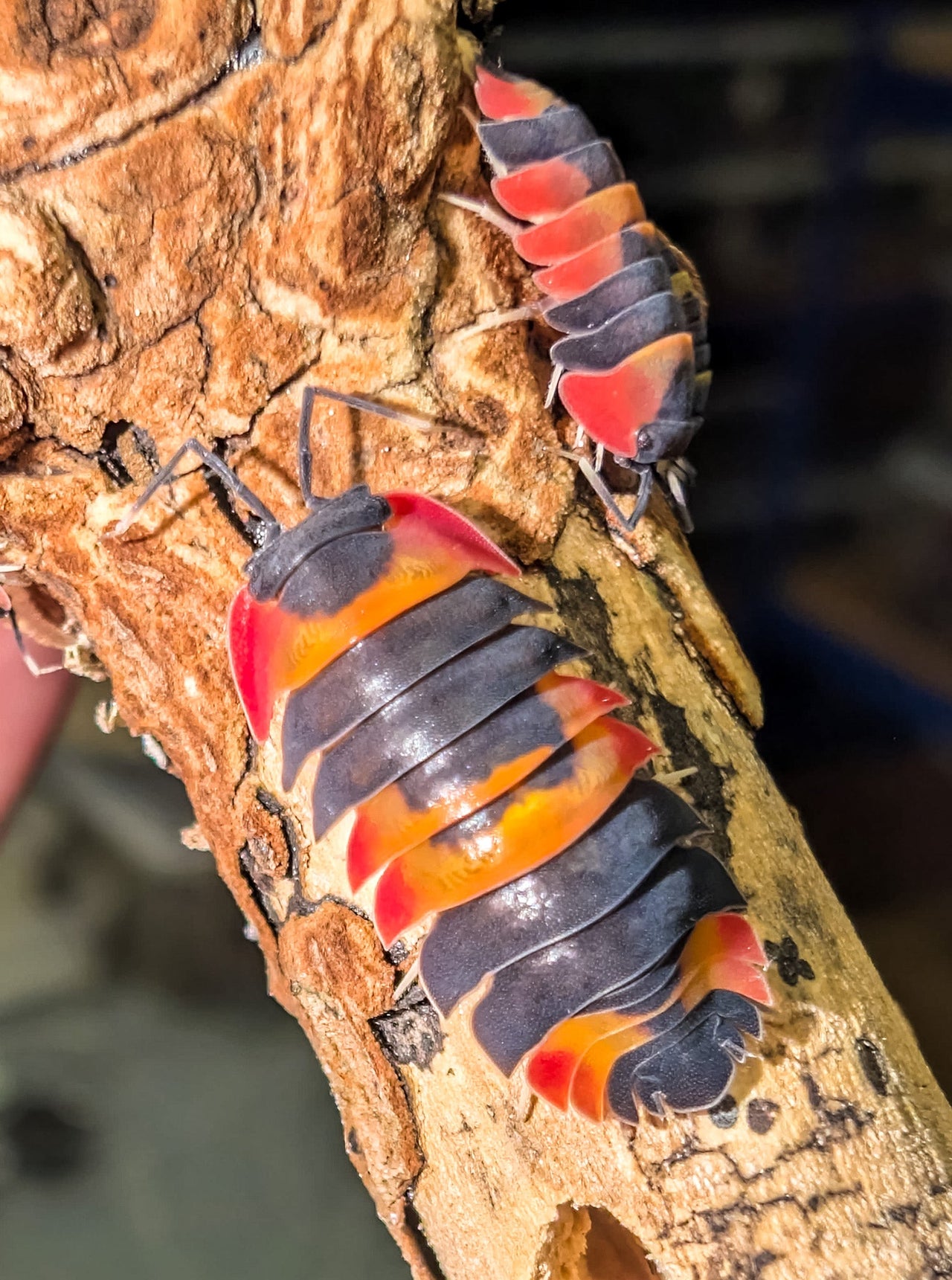 Red Phoenix Isopods (Ardentiella sp.)