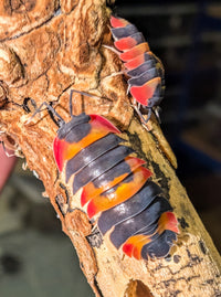 Red Phoenix Isopods (Ardentiella sp.)