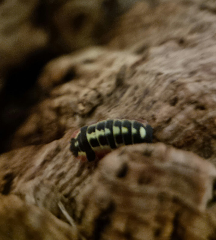 Red diablo isopod on cork