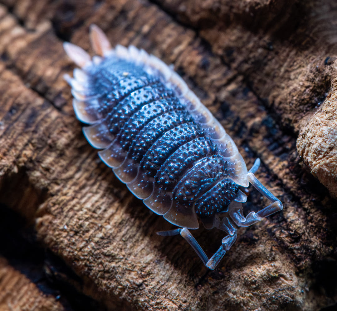 bumby isopod with black body and orange edges