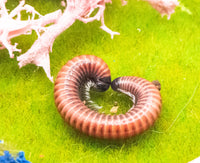 Red fire Millipede (Centrobolus Annulatus)