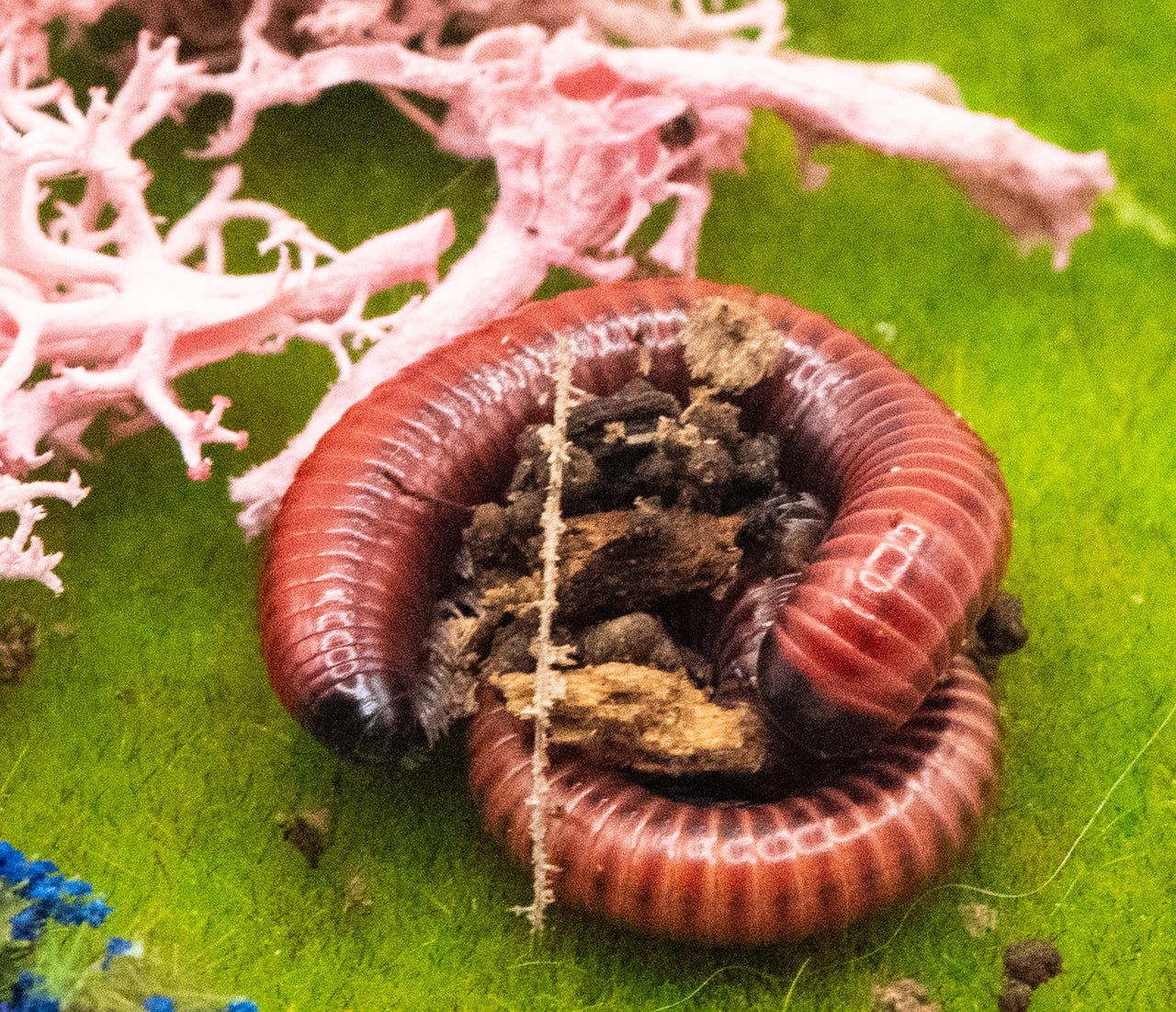 Red fire Millipede (Centrobolus Annulatus)