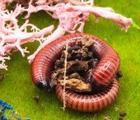 Red fire Millipede (Centrobolus Annulatus)