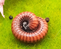 Red fire Millipede (Centrobolus Annulatus)
