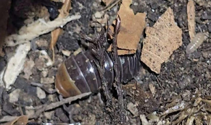 redhead isopod