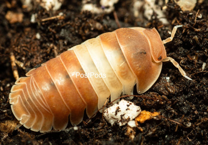 red panda king isopod