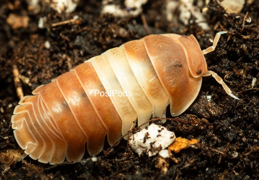 red panda king isopod