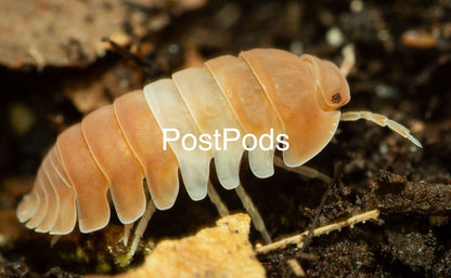 red panda king isopods