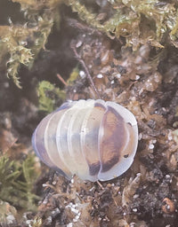 Latte Isopods (Cubaris sp.)