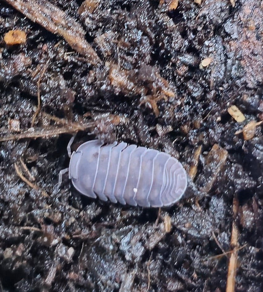Black pearl isopod
