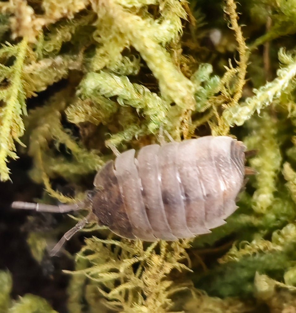 Ying Yang Isopods (Porcellio Scaber)