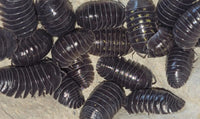 Armadillidium Depressum Isopods