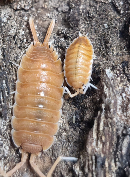 Isopods for sale