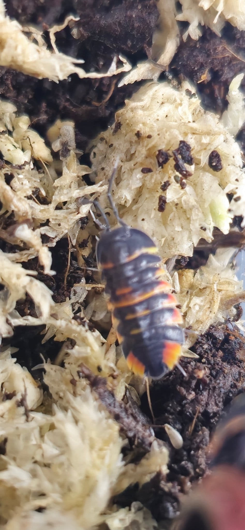 Isopod for sale