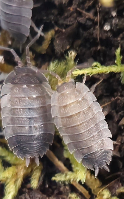 Ying Yang Isopods (Porcellio Scaber)