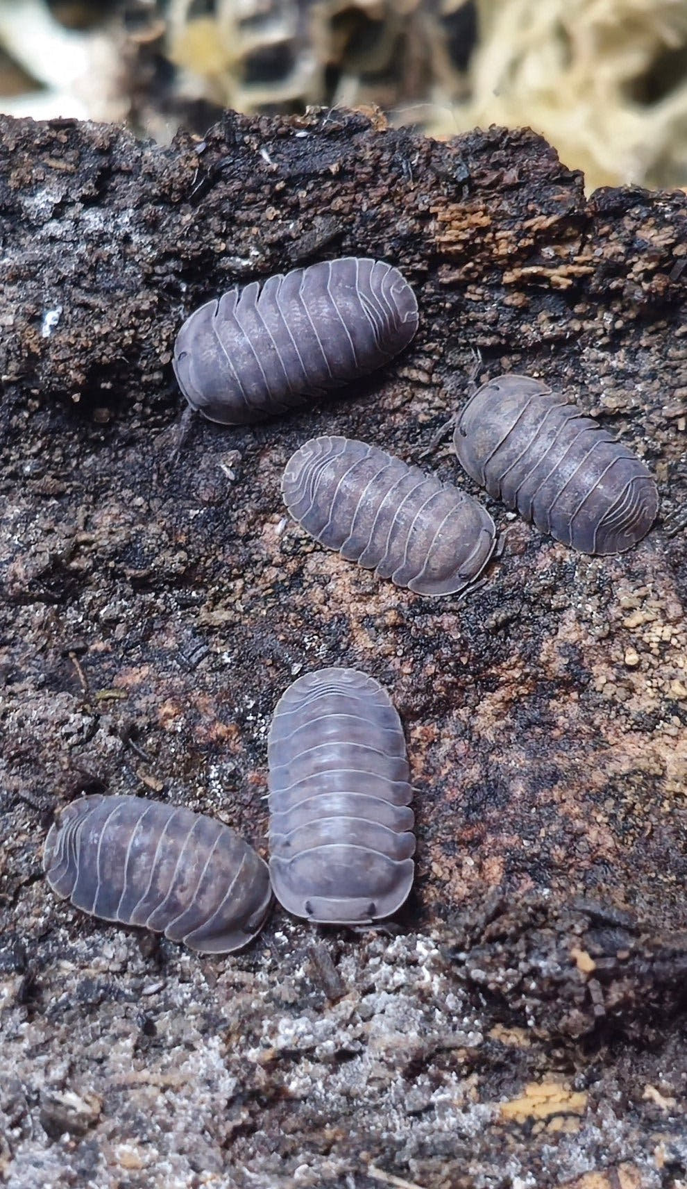 Black pearl isopods for sale in the uk