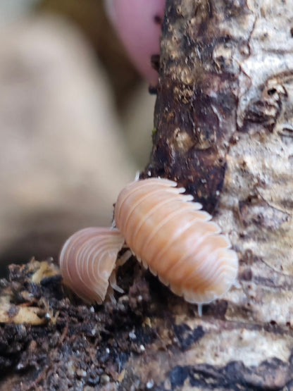 Cubaris citrus isopods