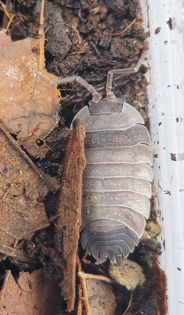 Ying Yang Isopods (Porcellio Scaber)