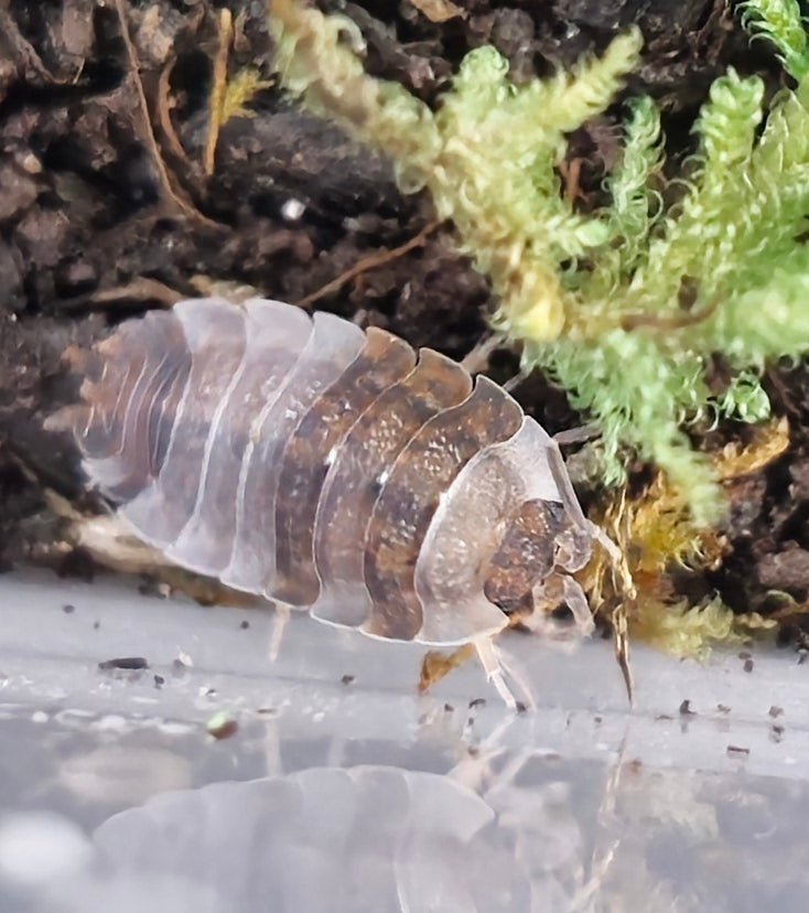 Ying Yang Isopods (Porcellio Scaber)