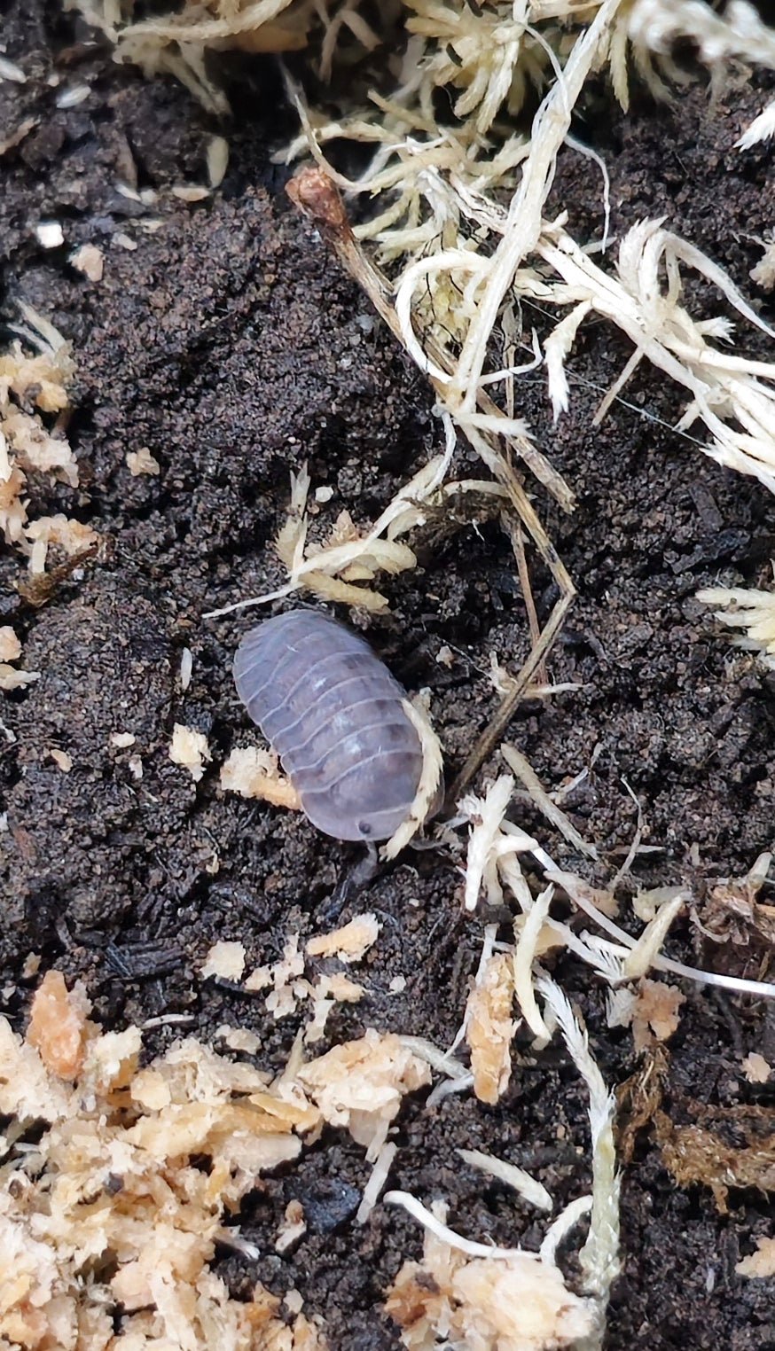 Cubaris isopod for sale