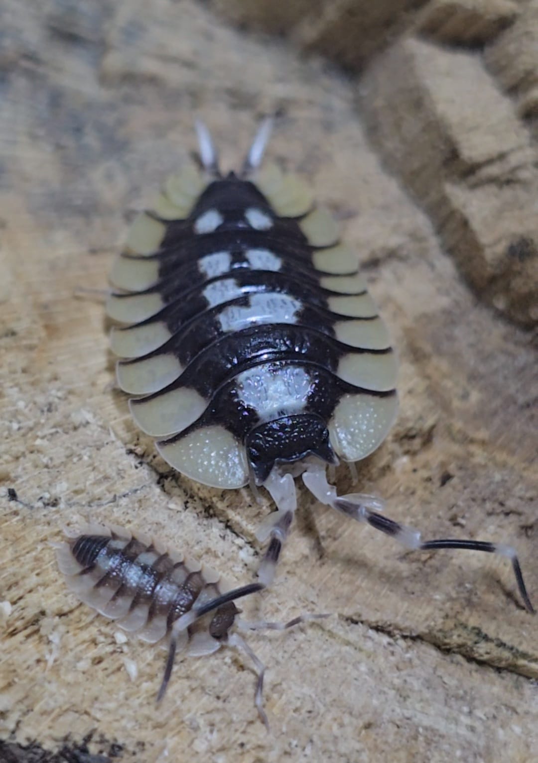 Porcellio Expansus Prades Isopods