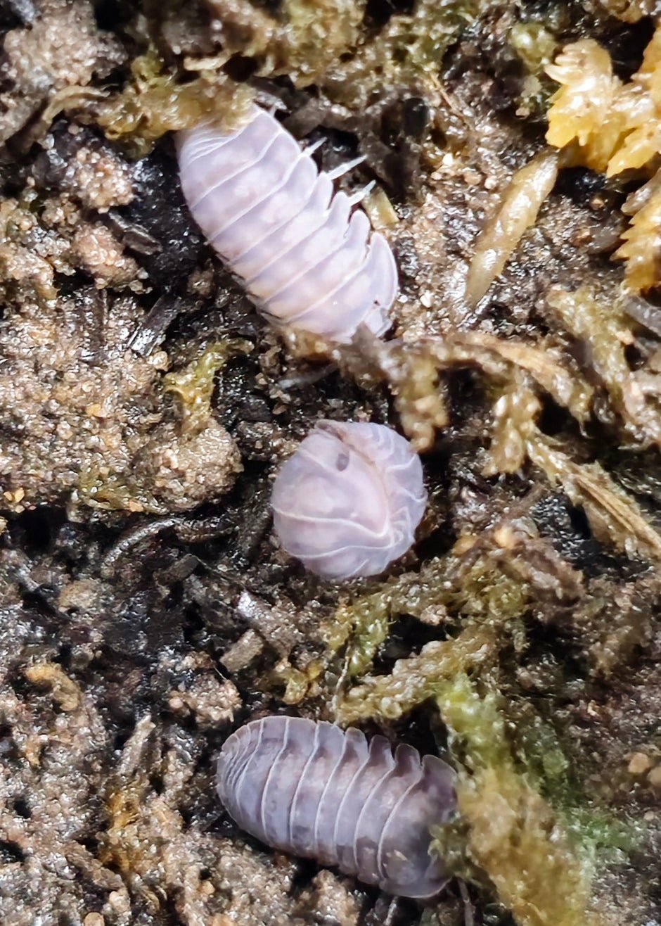 Black pearl isopods