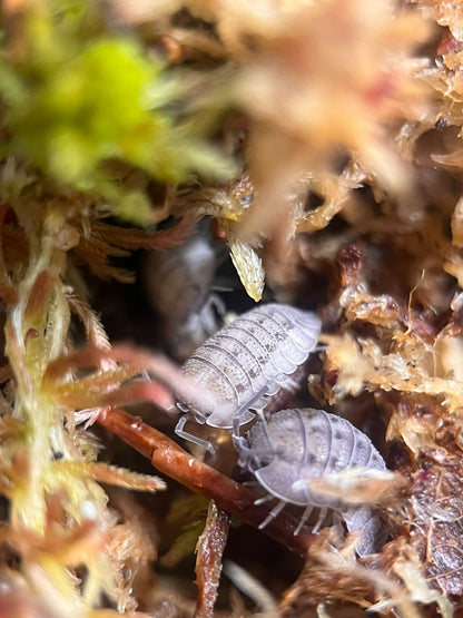 Armadillidium peraccae isopods