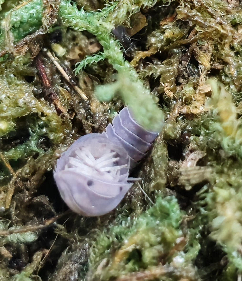 Cubaris black pearl isopods