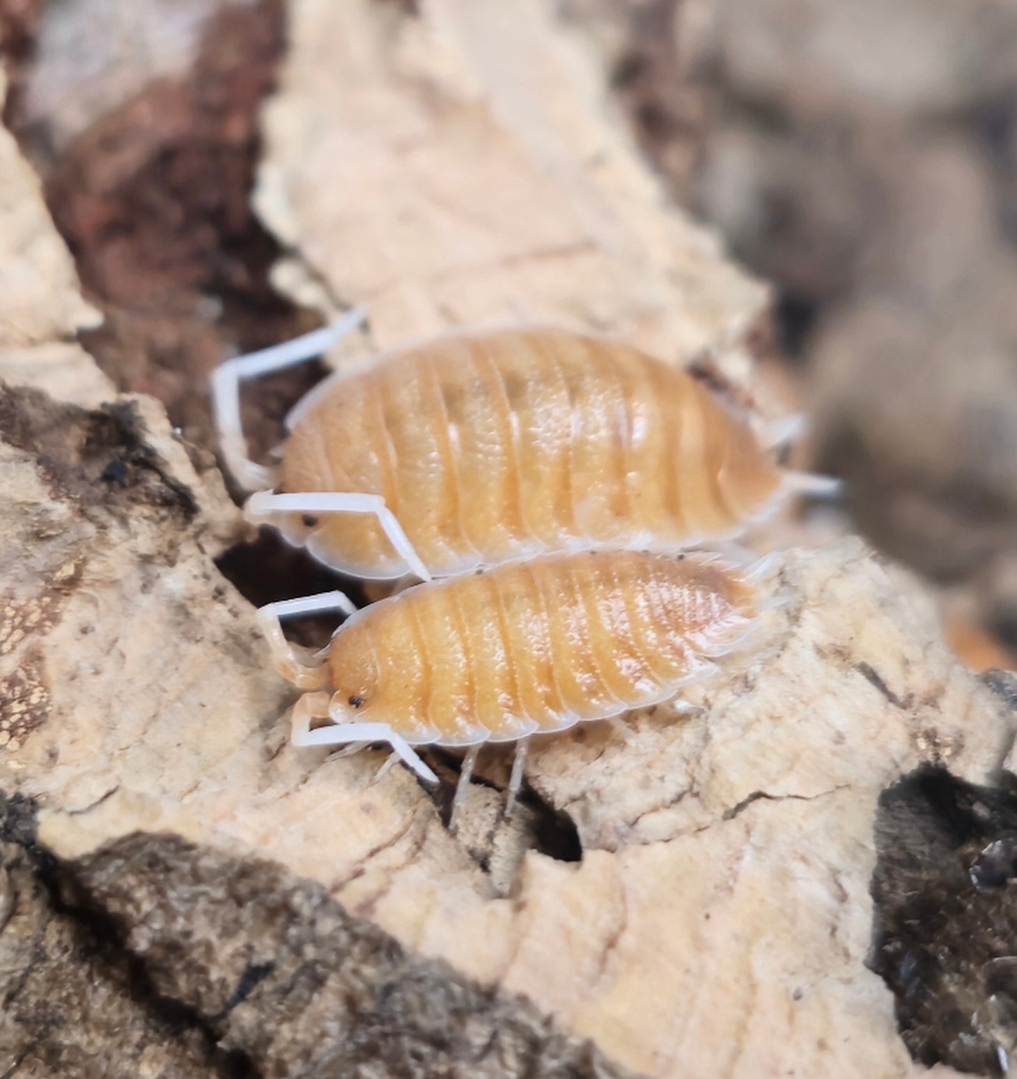 Porcellio magnificus isopods