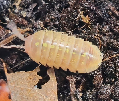 Vulgare T+ Albino Isopods (Armadillidium)