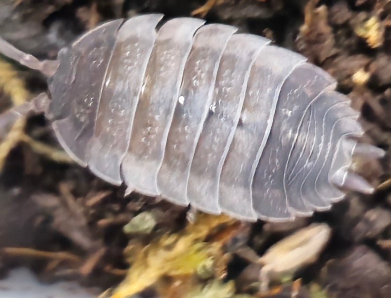 Ying Yang Isopods (Porcellio Scaber)