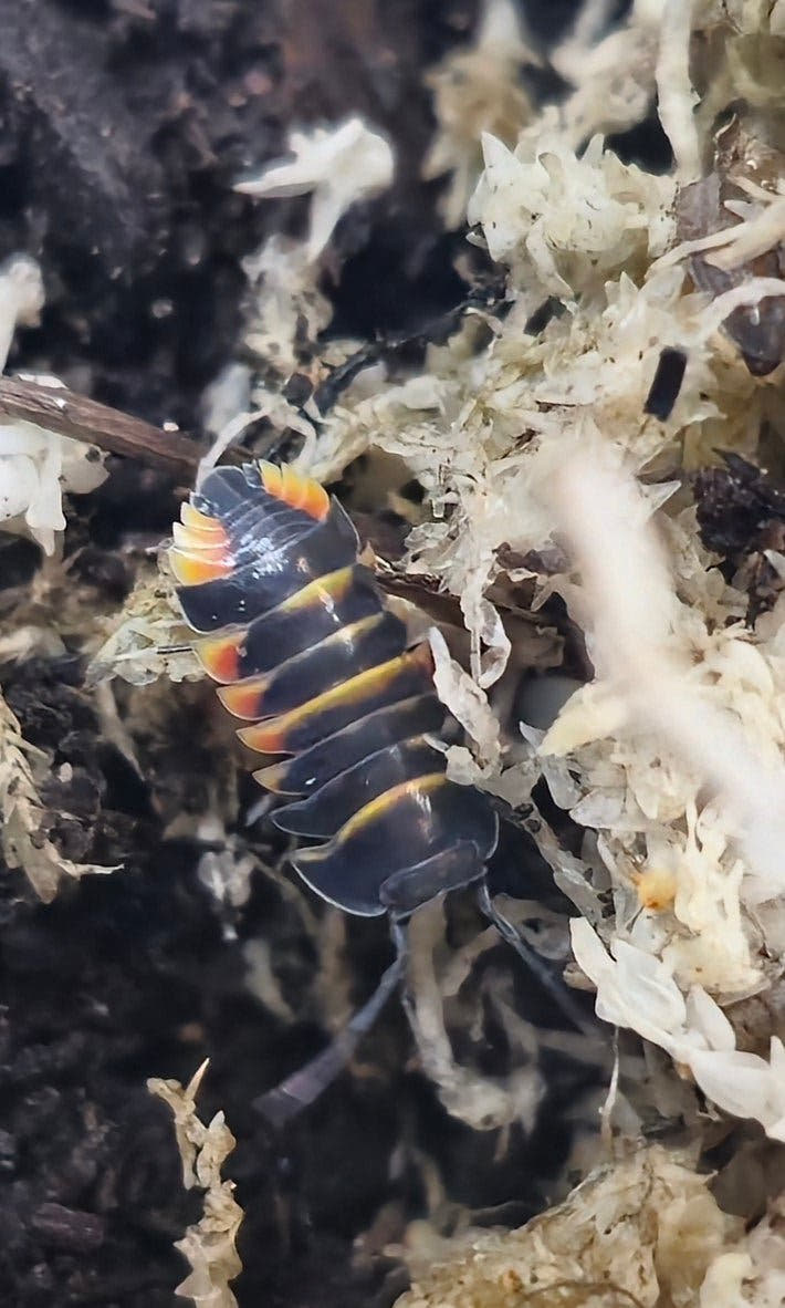 Ember bee isopod