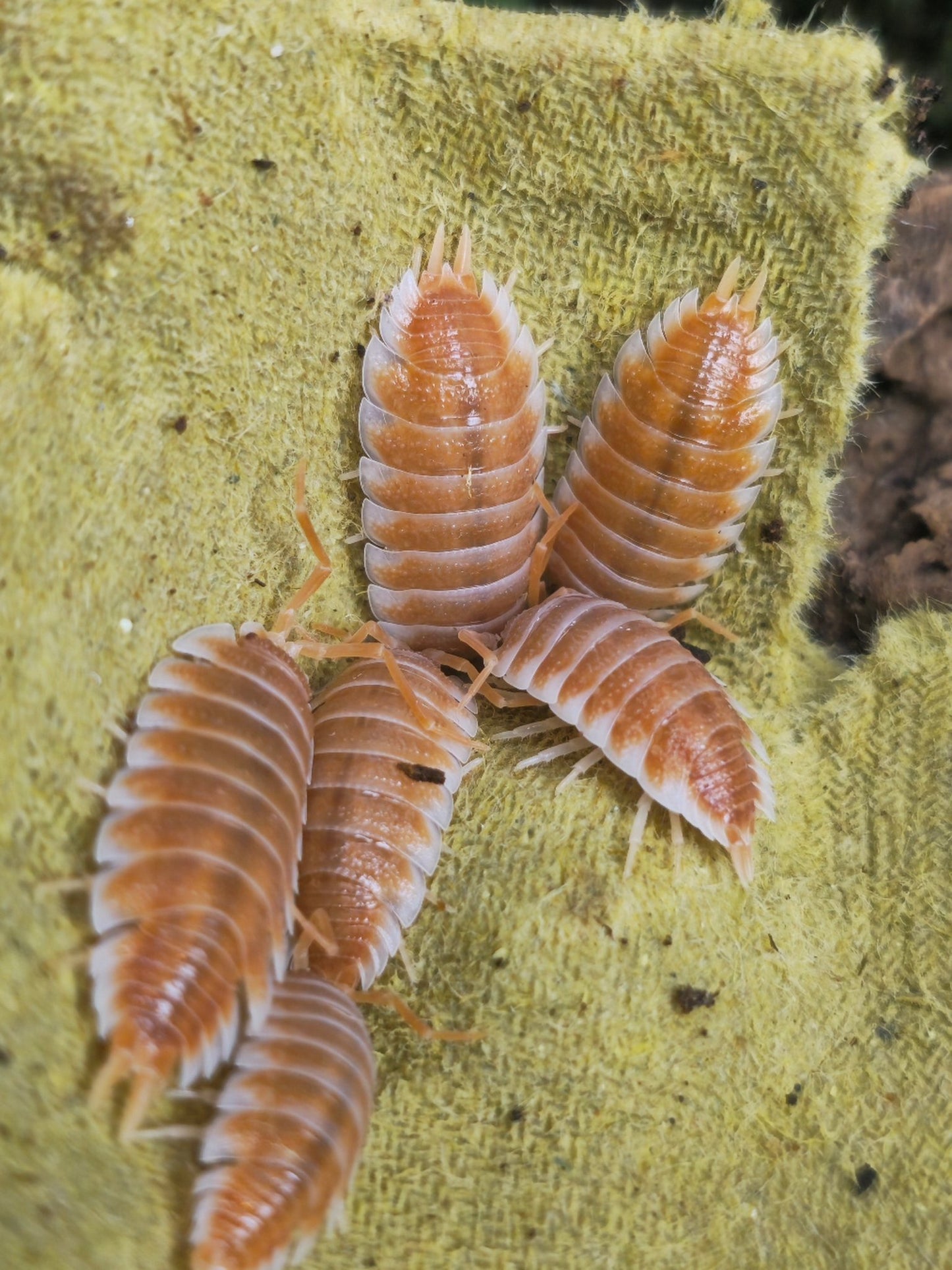 Isopod colony for sale