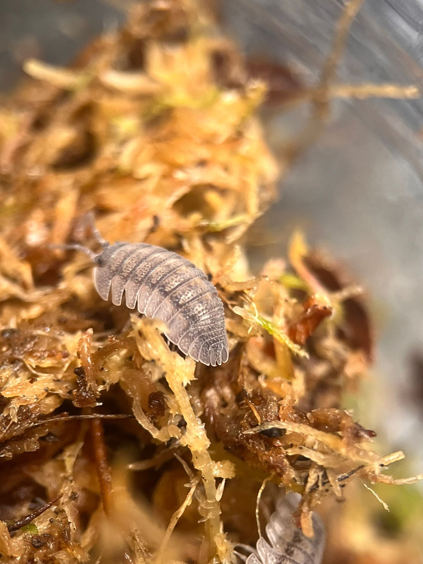 Armadillidium peraccae isopods