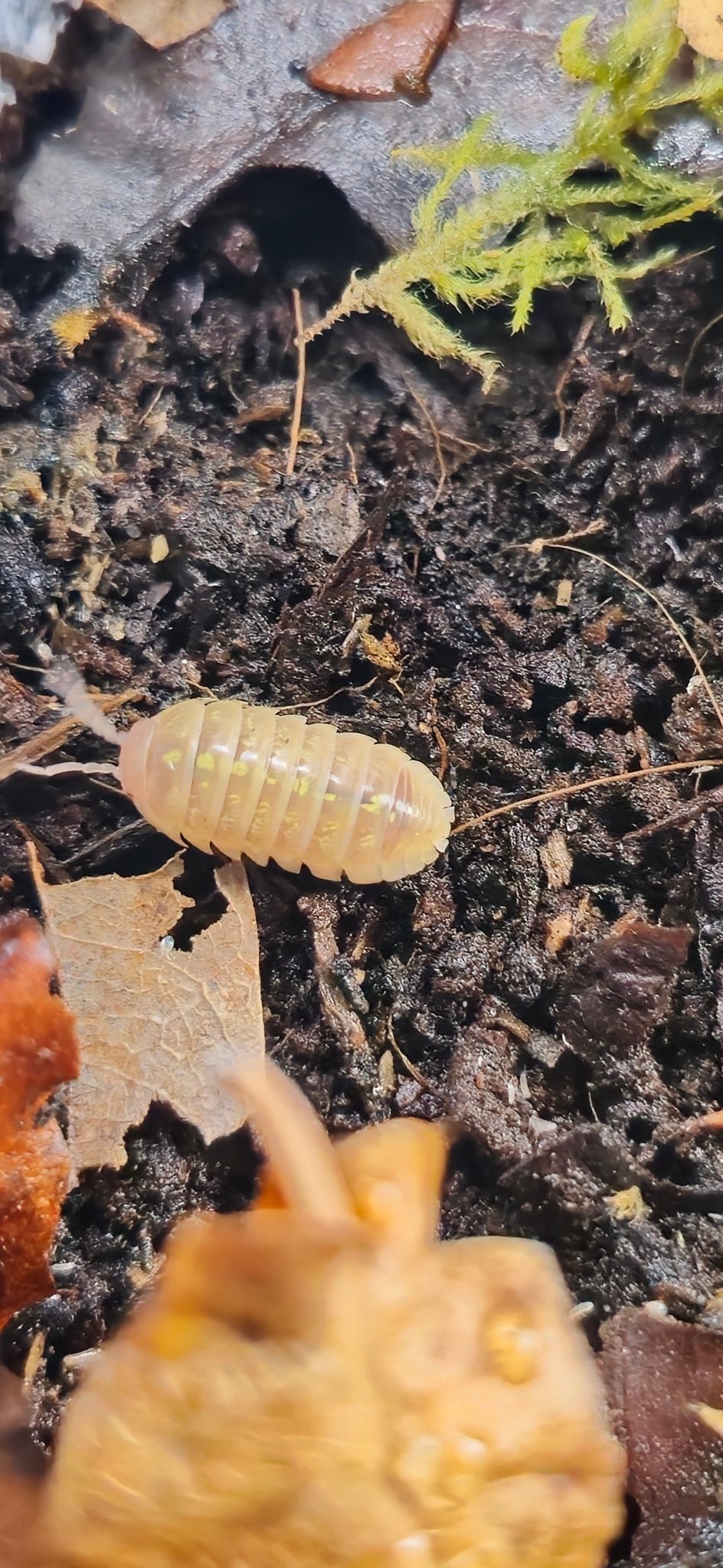 Vulgare T+ Albino Isopods (Armadillidium)