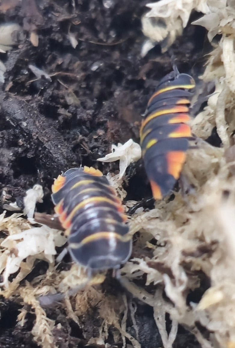 Ember bee isopods
