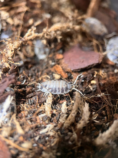 Dairy cow isopods