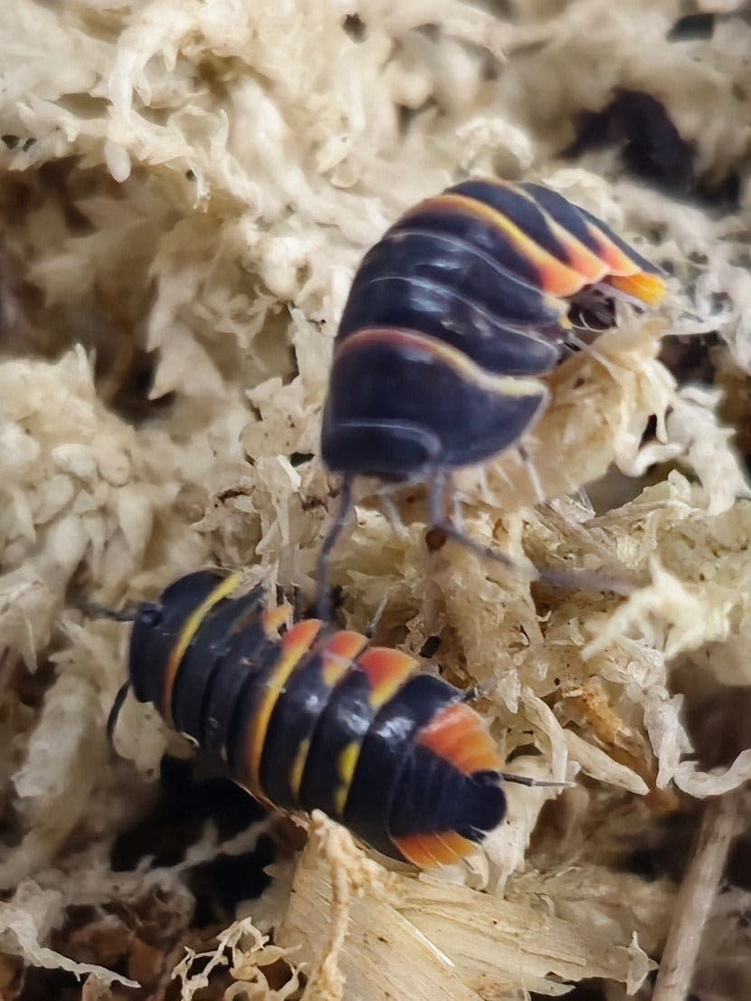 Merulanella isopods