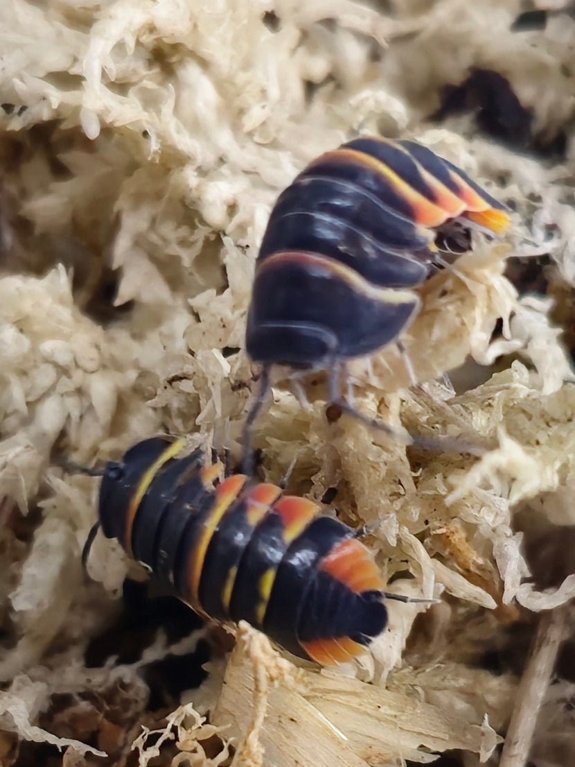 Merulanella isopods