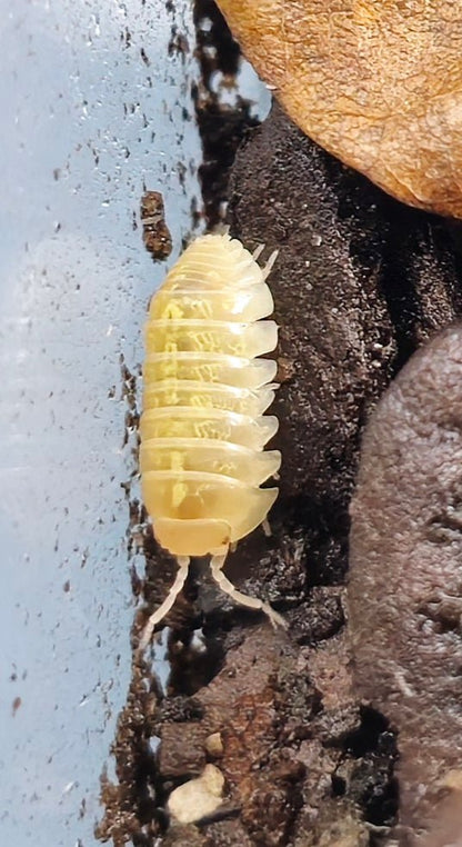 Vulgare T+ Albino Isopods (Armadillidium)