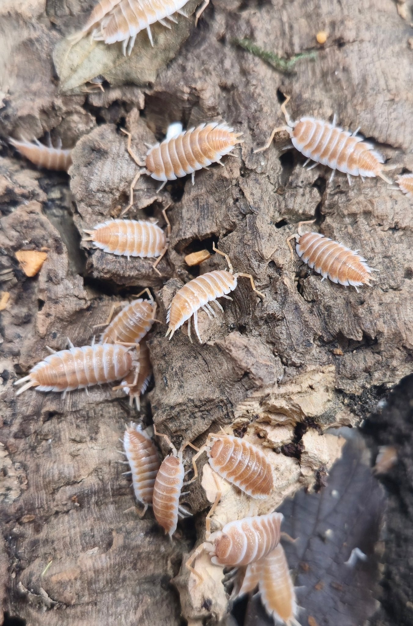 Porcellio hoffmannseggii orange isopods