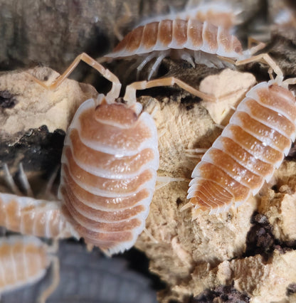 Isopods for sale