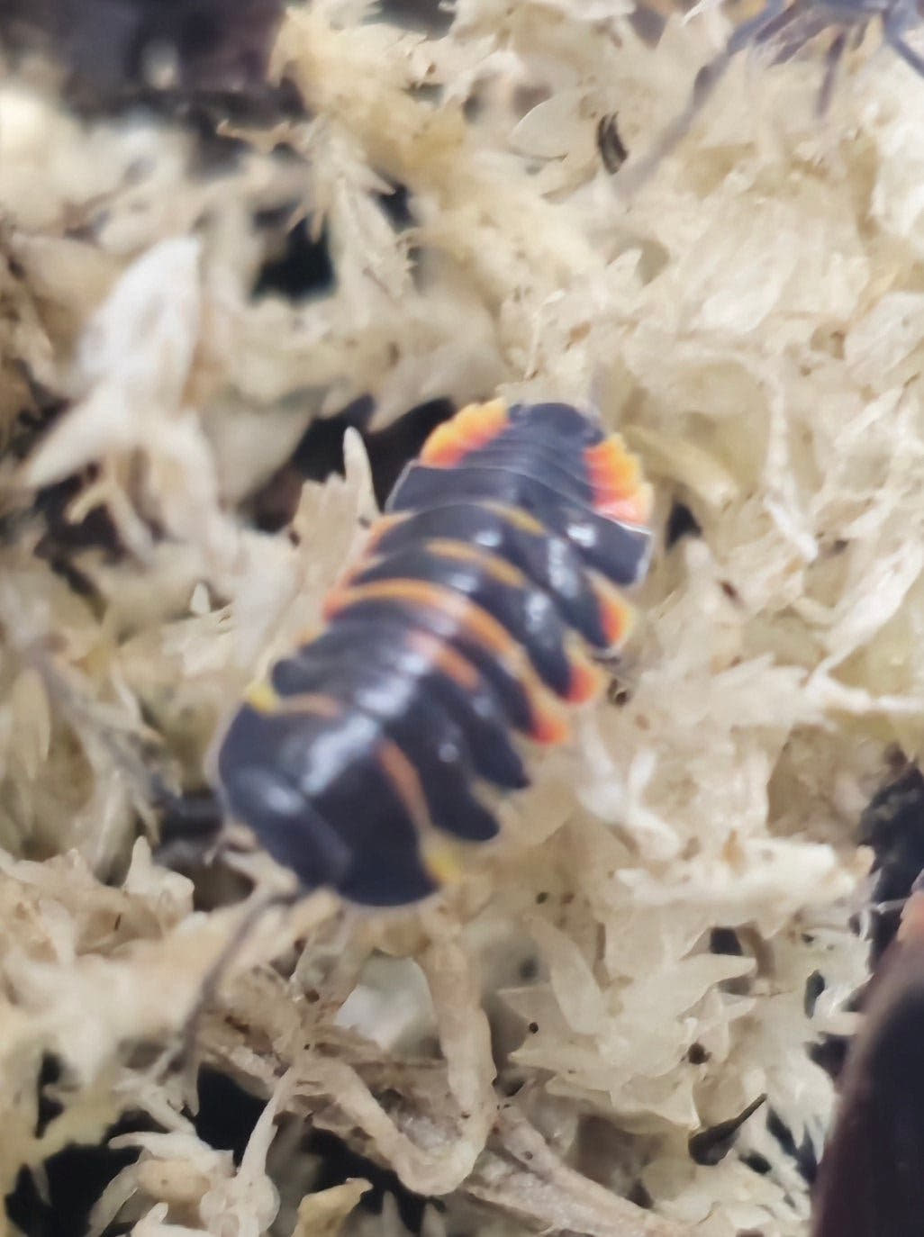 Merulanella ember bee for sale