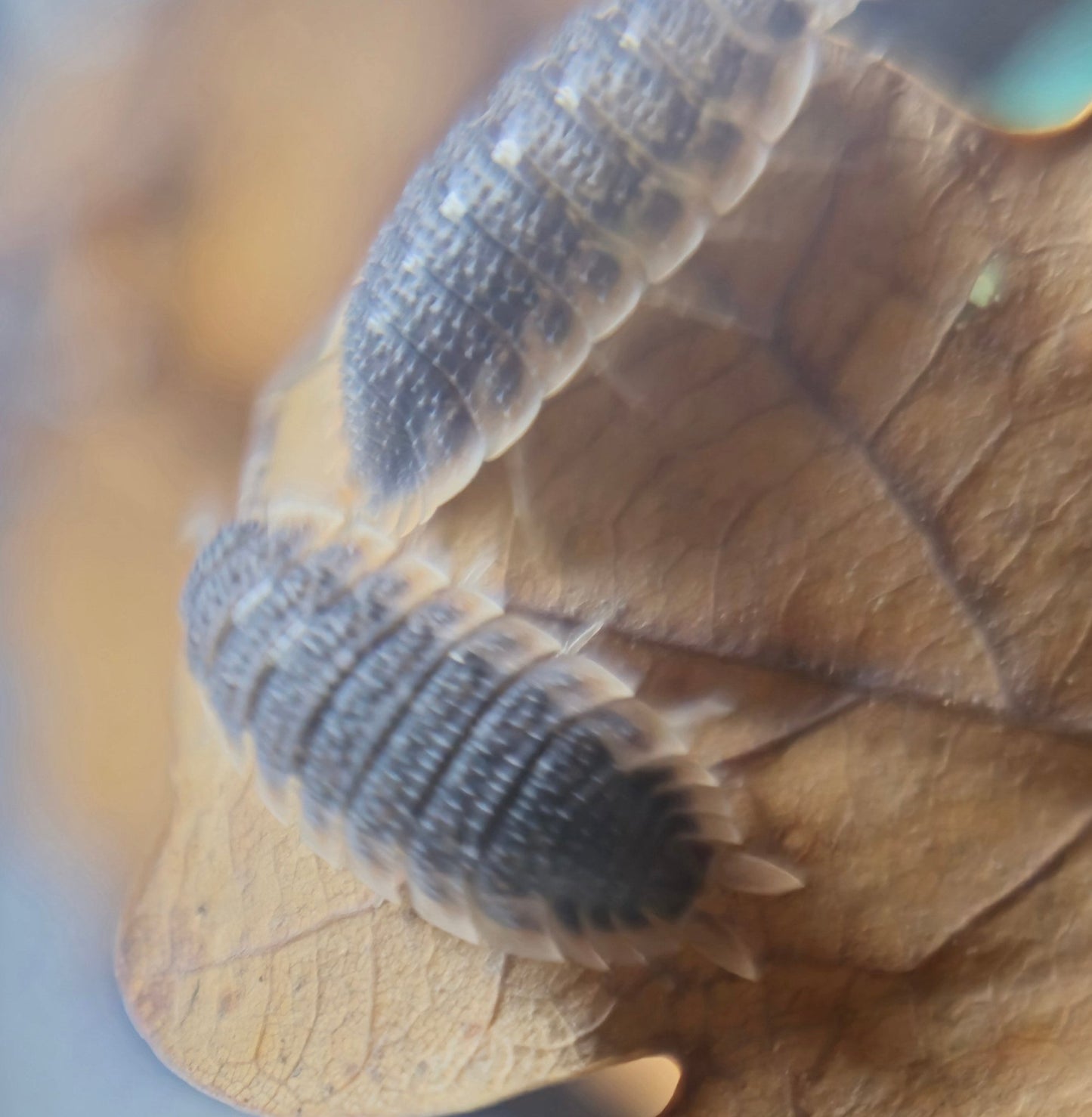 Porcellio Echinatus Red Edge Isopods