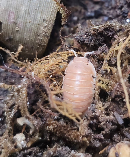 Cubaris citrus isopod