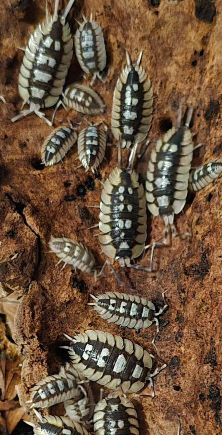 Porcellio expanus la senia isopods