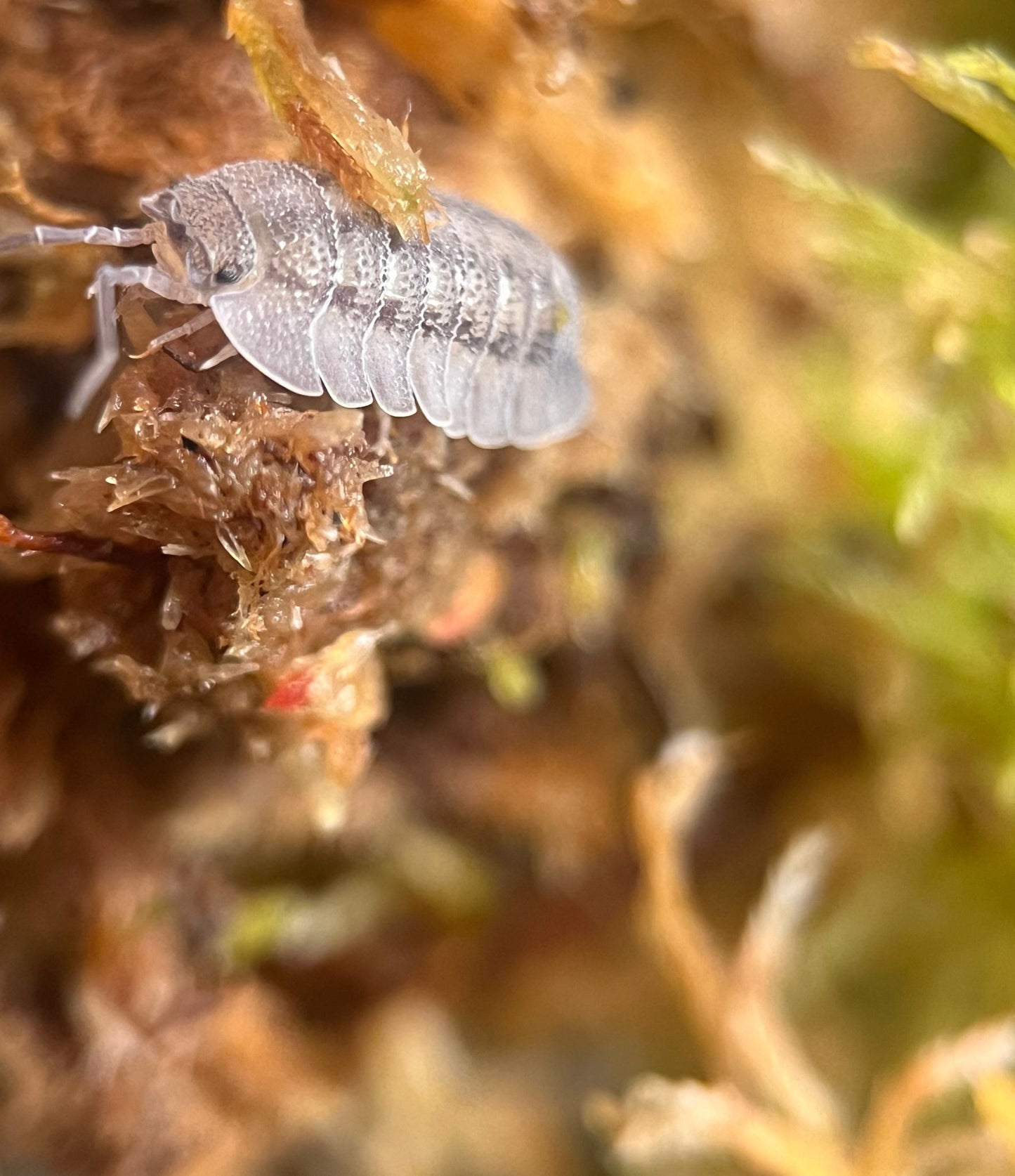 Armadillidium peraccae isopods