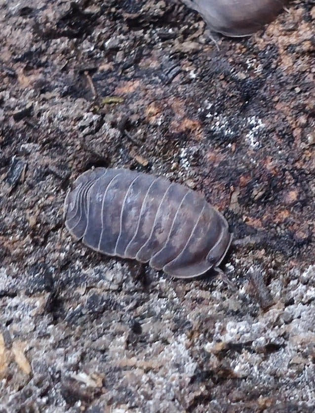Cubaris black pearl isopod