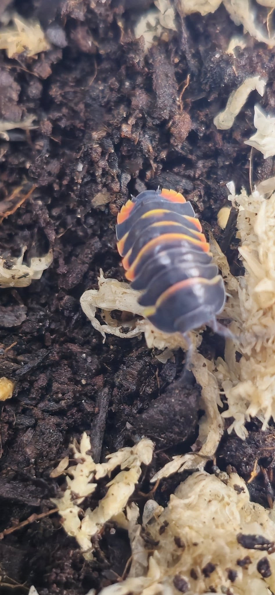 Ember bee isopod for sale
